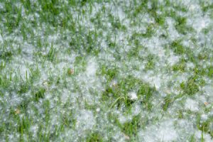 Be aware of the Sticky Cottonwood seed fluff to avoid it getting in your air conditioning to avoid any future issues.