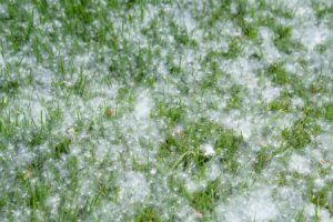 It's sticky cottonwood season, protect your AC from getting covered in it in Mesquite TX.